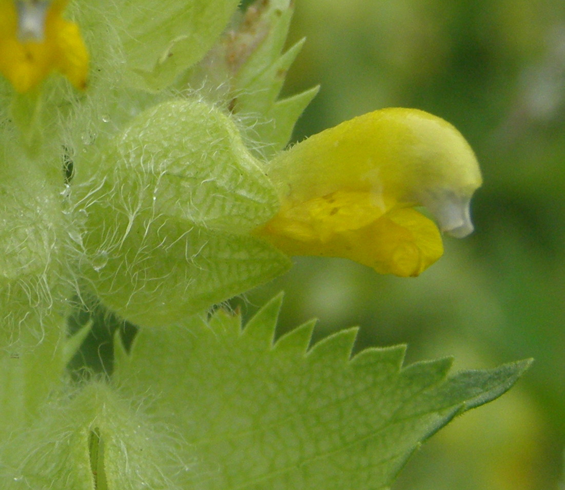 Rhinanthus sp.  (Orobanchaceae)